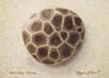 Petoskey Stone Art Print
