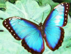 Morpho